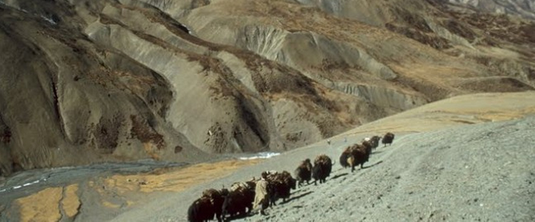 Jomsom to Dolpo Trek